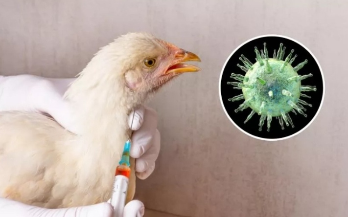 इजरायलमा बर्ड फ्लुको नयाँ संक्रमण